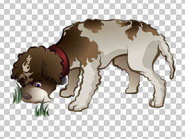 Dog Lagotto Illustrations by Valerie Ryan