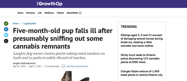 Cannabis Toxic to Pets Article Three